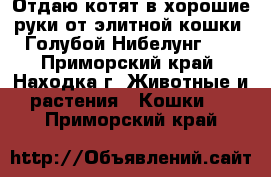 Отдаю котят в хорошие руки от элитной кошки “Голубой Нибелунг“   - Приморский край, Находка г. Животные и растения » Кошки   . Приморский край